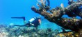 /album/galeria-de-fotos-honeymoon/mergulho-caribe-jpg/